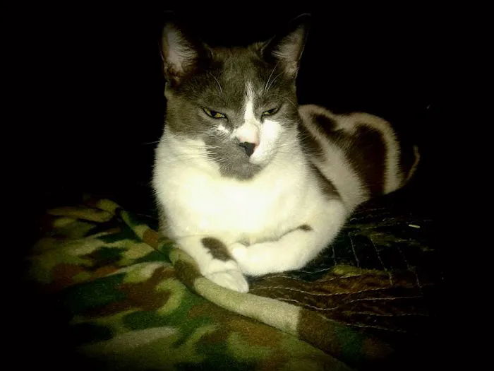 Blake Veterinary Hospital Picture 2