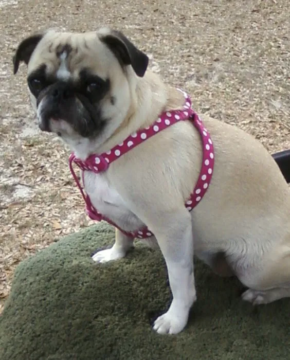 Blake Veterinary Hospital Picture 5