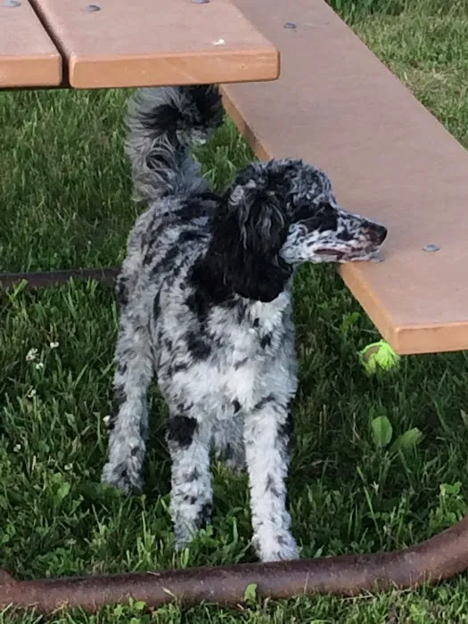 Total Pet Wellness Picture 3