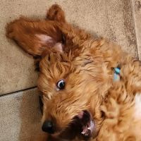 Banfield Pet Hospital ico