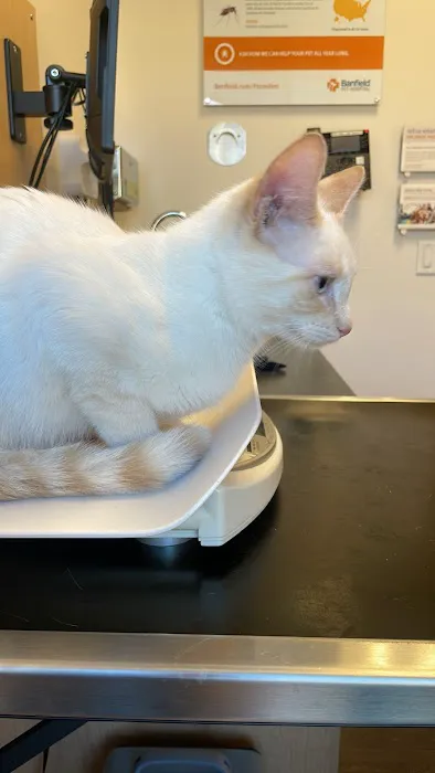 Banfield Pet Hospital Picture 3