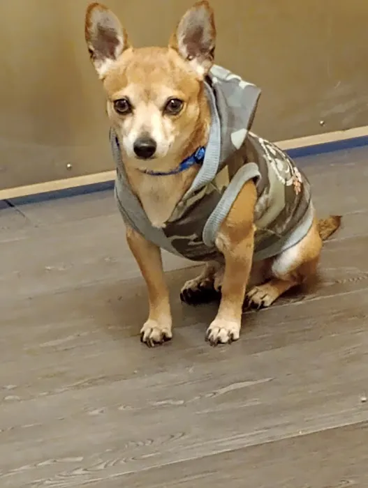 Banfield Pet Hospital Picture 5