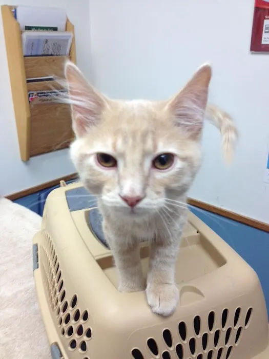 VCA Chanhassen Animal Hospital Picture 5