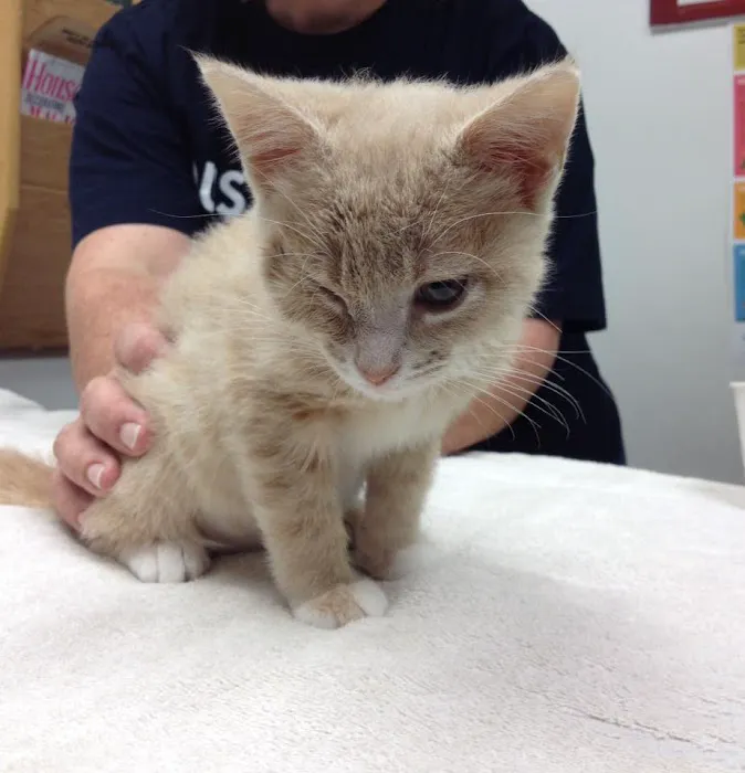 VCA Chanhassen Animal Hospital Picture 6