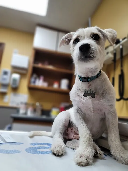 VCA Chanhassen Animal Hospital Picture 4