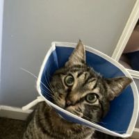 Synergy Veterinary Specialists ico