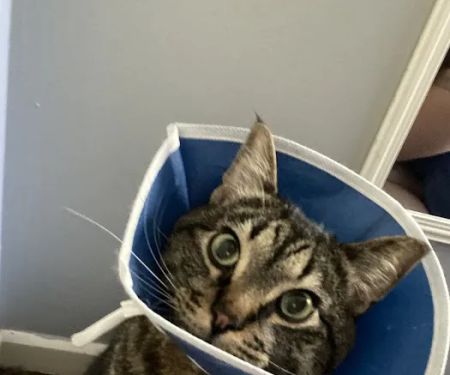 Synergy Veterinary Specialists