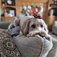 Burnsville Pet Hospital ico