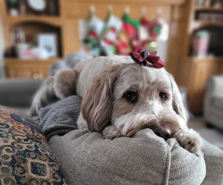 Burnsville Pet Hospital