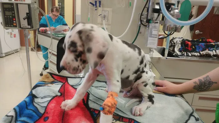 Valley View Pet Hospital Picture 1