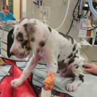 Valley View Pet Hospital ico