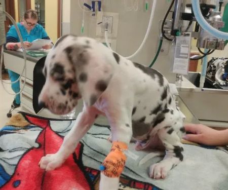 Valley View Pet Hospital