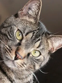 Crossroads Animal Hospital Picture 6
