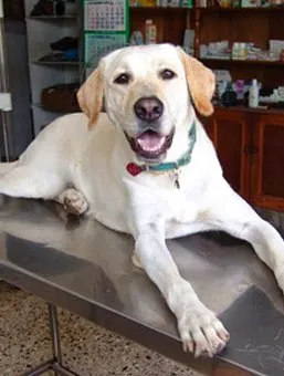 Crossroads Animal Hospital Picture 7