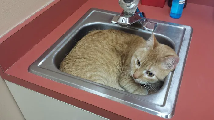 Crossroads Animal Hospital Picture 9