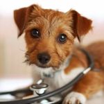 Why Regular Vet Visits Are Crucial for Healthy Pets: Expert Insights