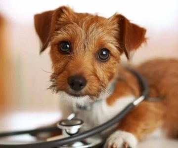 Why Regular Vet Visits Are Crucial for Healthy Pets: Expert Insights