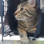 Scott Lake Veterinary Center
