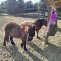 Millhouse Mobile Veterinary ico