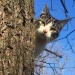 Cat Care Clinic