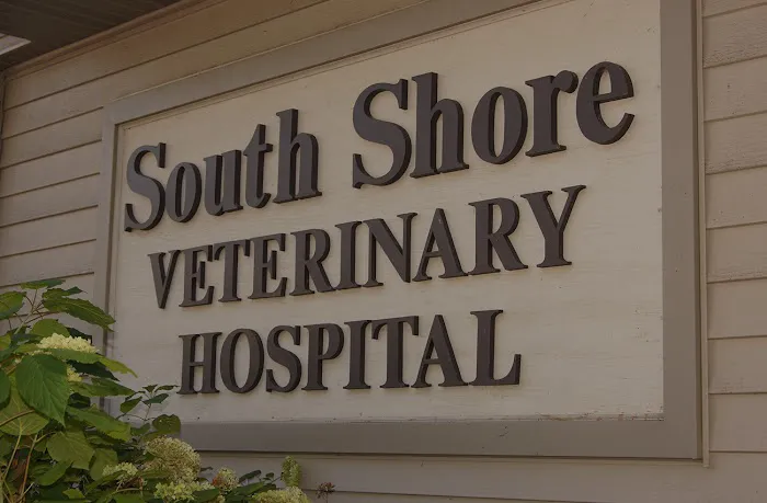 South Shore Veterinary Hospital Picture 7