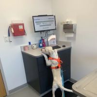 South Shore Veterinary Hospital ico