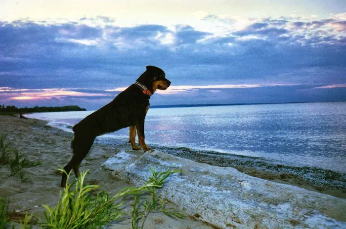 Blue Sky Animal Hospital Picture 4