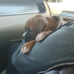 Scandia Veterinary Clinic Pa