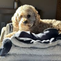Ham Lake Vet Hospital PLLC ico