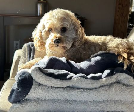 Ham Lake Vet Hospital PLLC