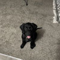 Park Grove Pet Hospital ico