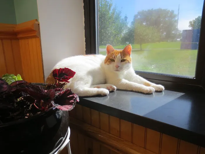 Pilot Knob Animal Hospital Picture 6