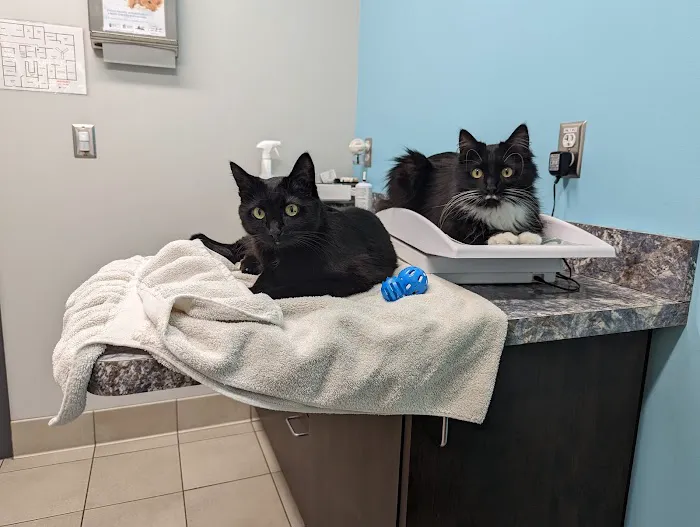 Pilot Knob Animal Hospital Picture 3