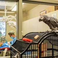 East Valley Animal Clinic ico