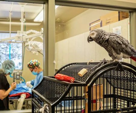 East Valley Animal Clinic