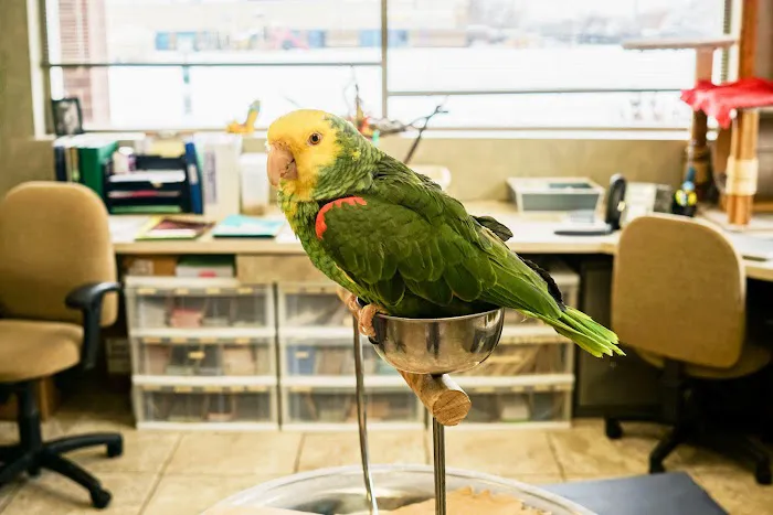 East Valley Animal Clinic Picture 3