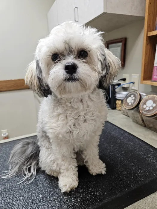 East Valley Animal Clinic Picture 2