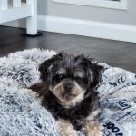 East Valley Animal Clinic: Ranzinger Kathy, DVM