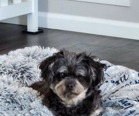 East Valley Animal Clinic: Ranzinger Kathy, DVM