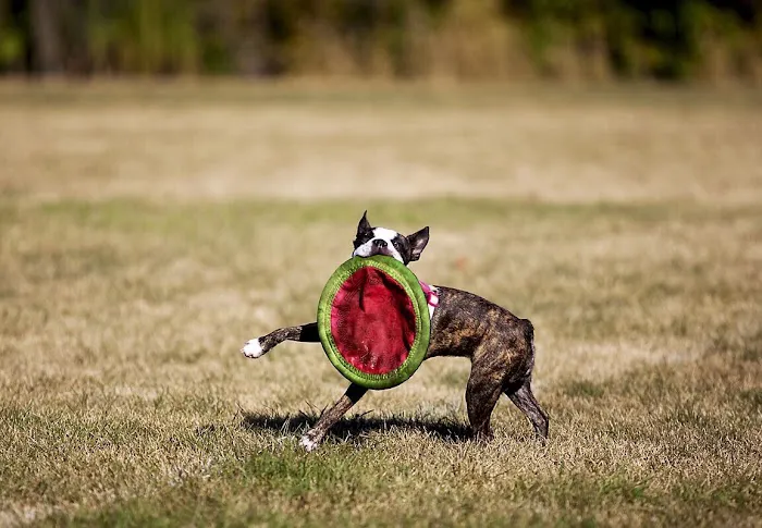Shamrock Animal Hospital Picture 6