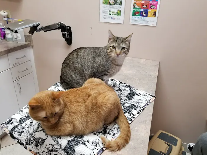 Shamrock Animal Hospital Picture 2