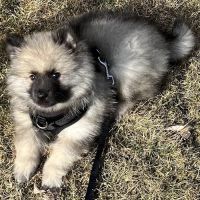 Shamrock Animal Hospital ico