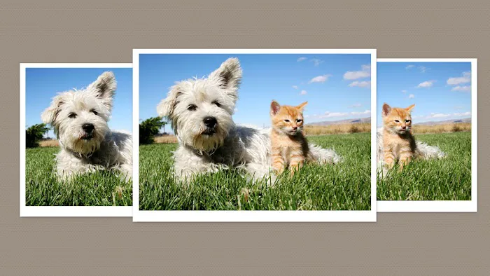 Shamrock Animal Hospital Picture 4