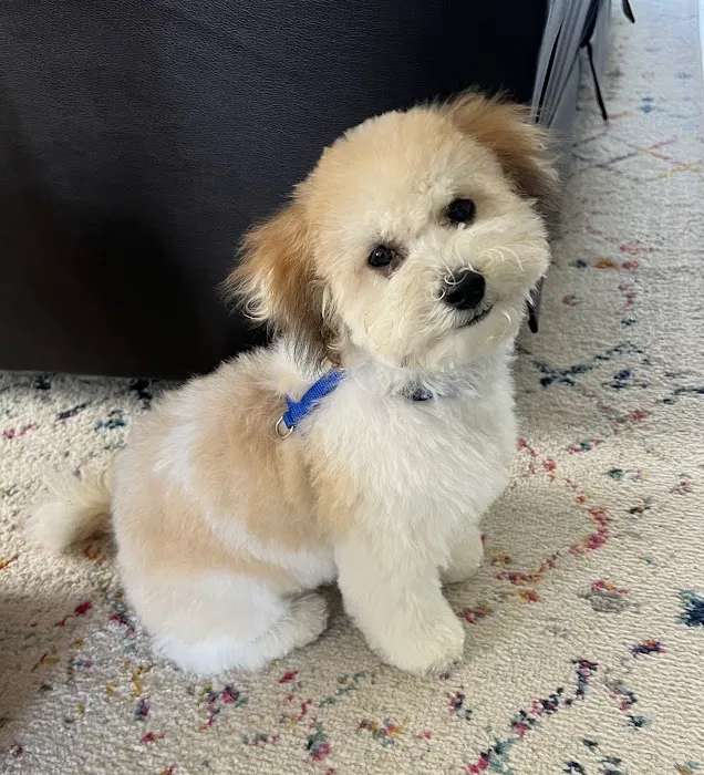 Shamrock Animal Hospital Picture 8