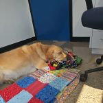Veterinary Dentistry Specialists