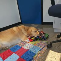 Veterinary Dentistry Specialists ico