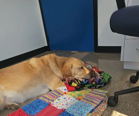 Veterinary Dentistry Specialists
