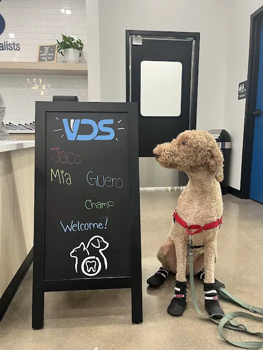 Veterinary Dentistry Specialists Picture 3
