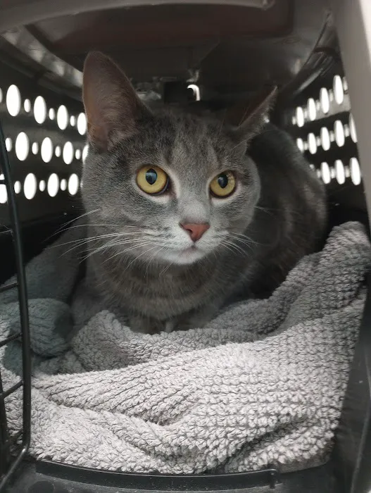 Silvervine Cat Clinic Picture 3