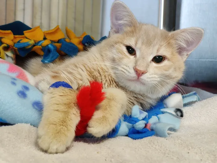 Silvervine Cat Clinic Picture 6